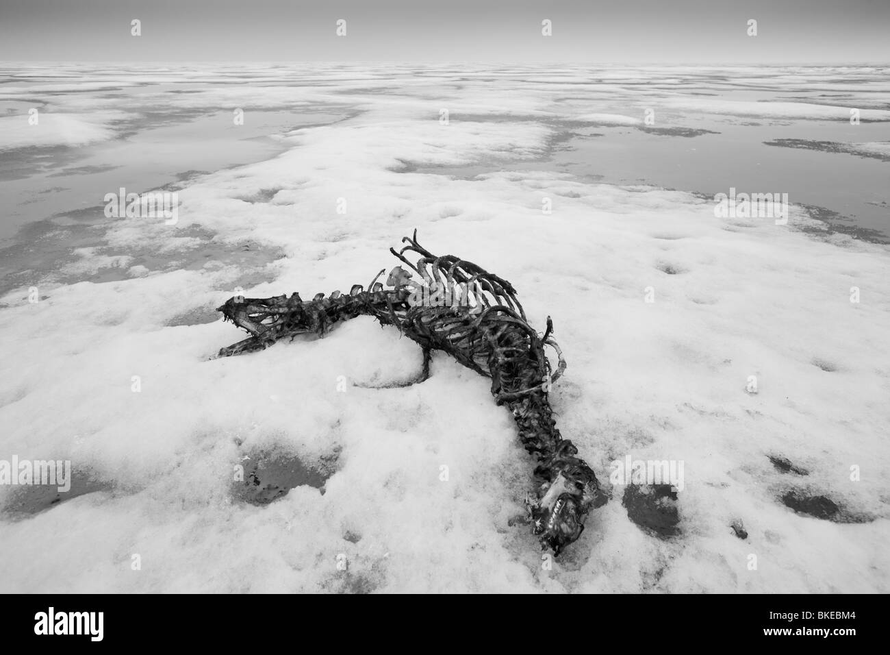 Norwegen, Spitzbergen, Nordaustlandet, Skelett des bärtigen Siegel (Erignathus Barbatus) getötet und gegessen werden von Eisbär Stockfoto