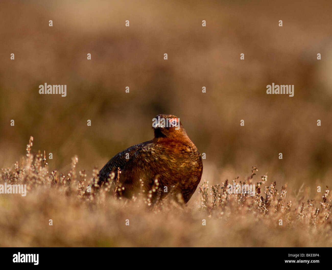 Moorschneehühner Männchen im Frühjahr vor der Brutzeit.  SCO 6178 Stockfoto