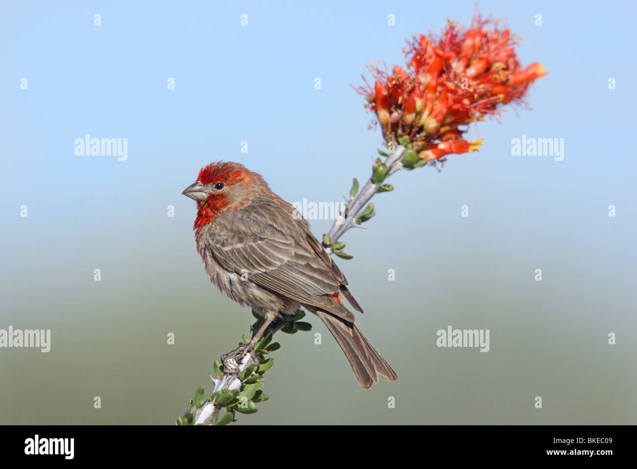 Haus Fink männlich auf Ocotillo Blumen. Stockfoto