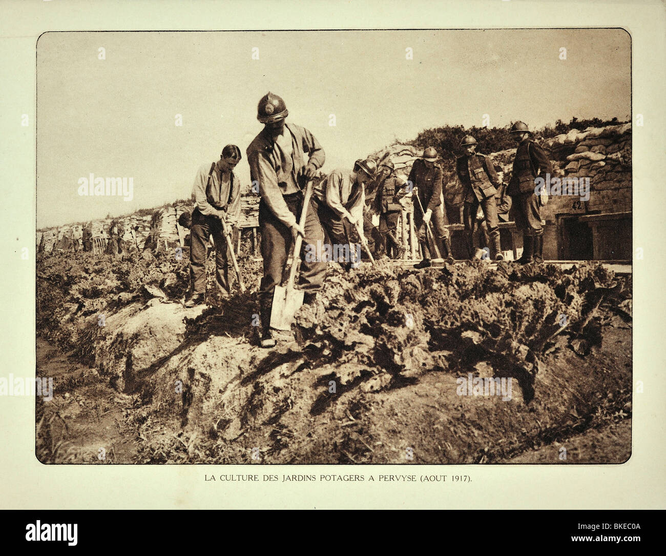 WWI belgische Soldaten im ersten Weltkrieg 1, Belgien wachsende Gemüse im Gemüsegarten im Graben, Pervijze, West-Flandern Stockfoto