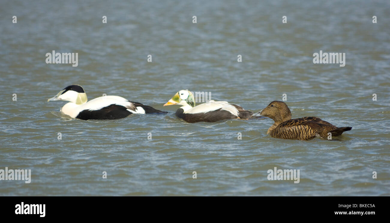 Gemeinsamen Eiderenten koppeln Somateria Mollissima mit Spectacled Eiderente Somateria Fischeri - Captive Stockfoto