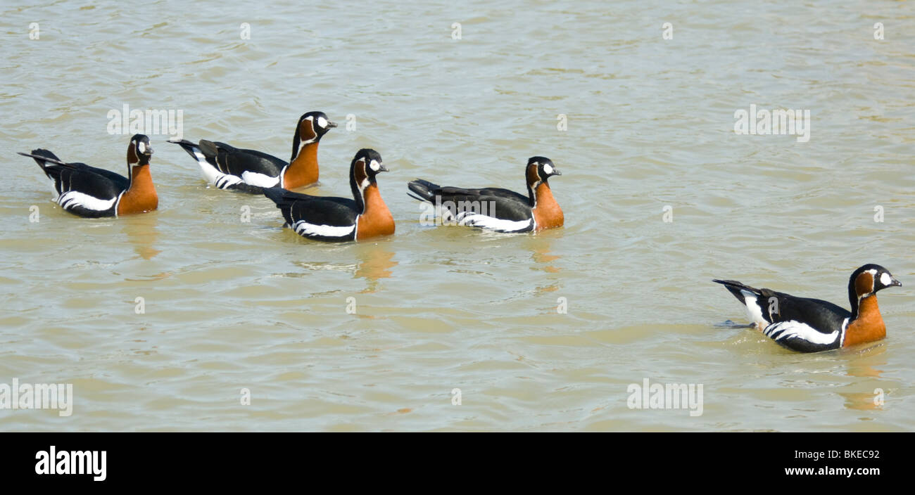 Harlekin Enten Histrionicus Histrionicus - in Gefangenschaft Stockfoto