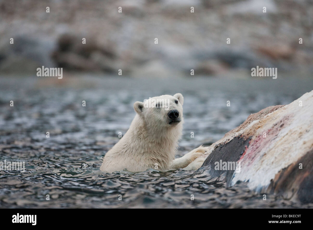 Norwegen, Svalbard, Spitzbergen Insel, Eisbär (Ursus Maritimus) ernähren sich von Toten Fin Walkadaver am Sallyhammna Hafen Stockfoto