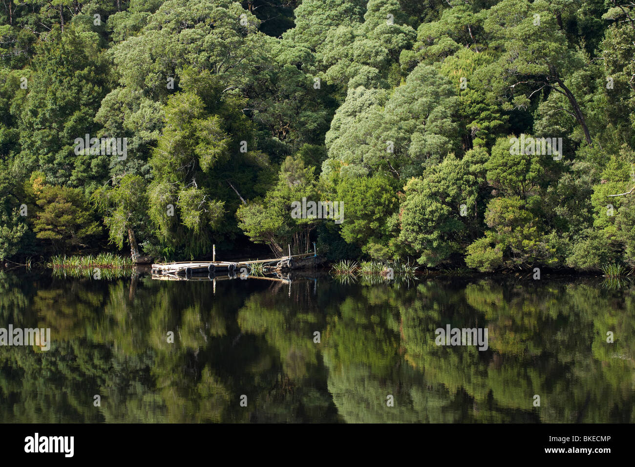 Wald, spiegelt sich in Gordon River, Franklin - Gordon Wild Rivers National Park Wildnis Welt Heritage Area, Tasmanien Stockfoto