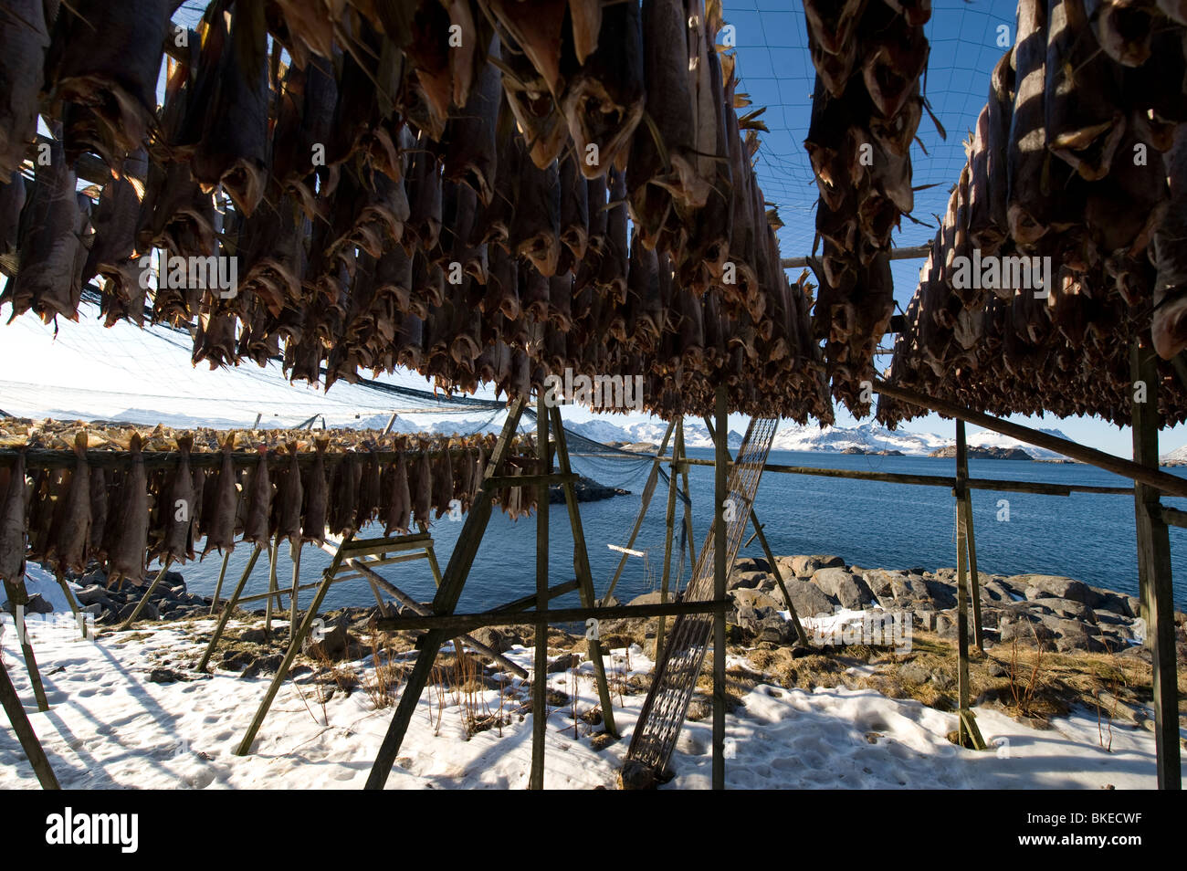 Atlantische Kabeljau (Stockfisch) Lofoten, Norwegen Stockfotografie - Alamy