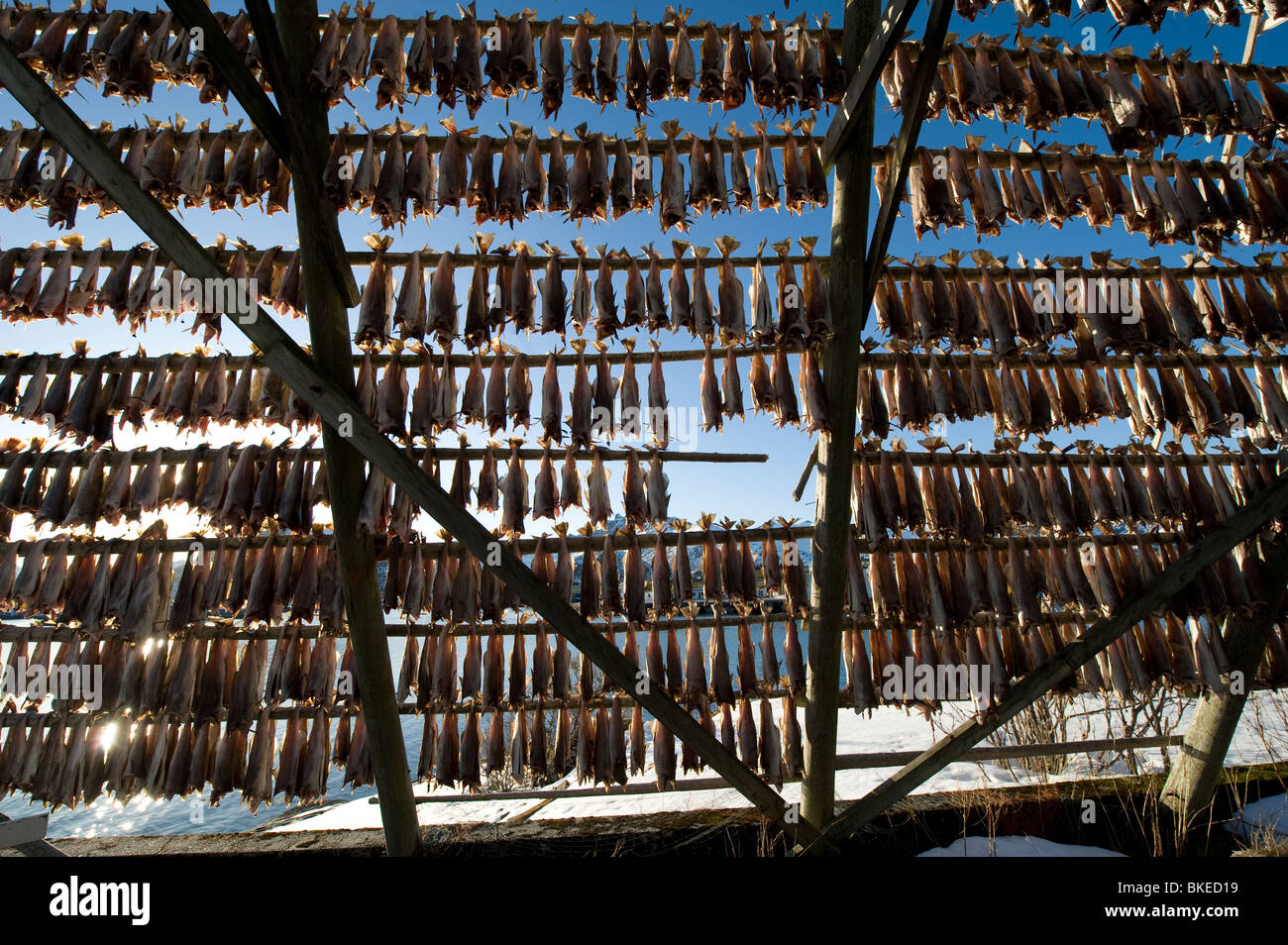 Atlantischer Kabeljau, Stockfisch, Lofoten, Norwegen Stockfoto
