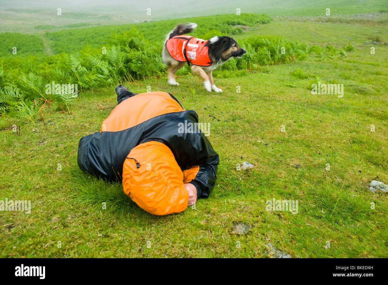 Ein Suchhund sucht eine Gehhilfe mit Unterkühlung im Vereinigten Königreich Seenplatte zusammengebrochen Stockfoto