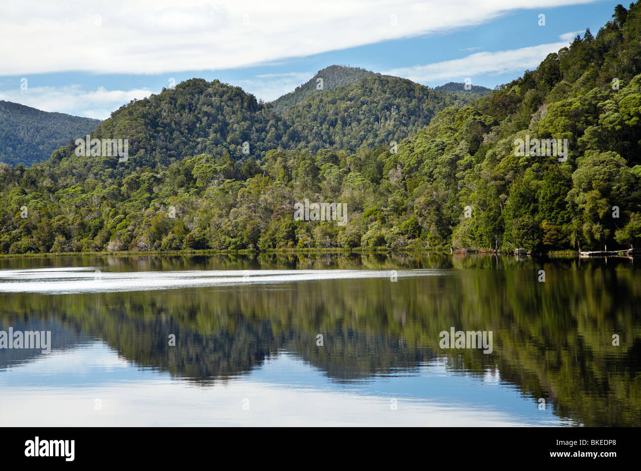 Wald, spiegelt sich in Gordon River, Franklin - Gordon Wild Rivers National Park Wildnis Welt Heritage Area, Tasmanien Stockfoto