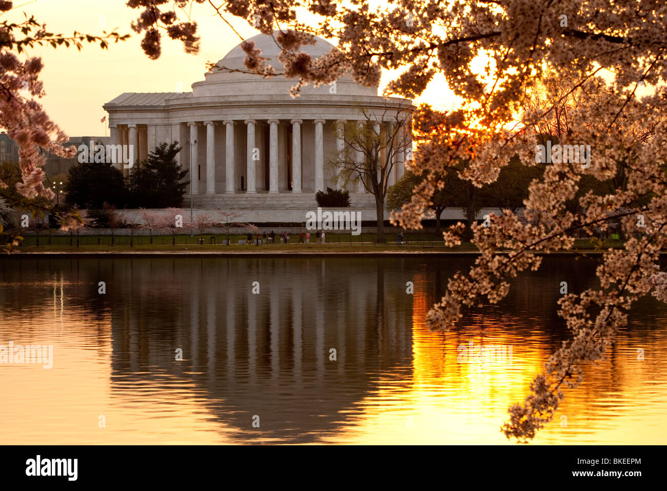 Blühende Kirschbäume und das Jefferson Memorial in der Morgendämmerung, Washington, DC, USA Stockfoto