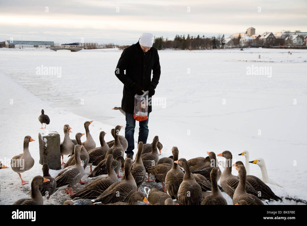 Mann, die Fütterung der Vögel etwas Brot am Tjörnin-Sees. Die Innenstadt von Reykjavik Island Stockfoto
