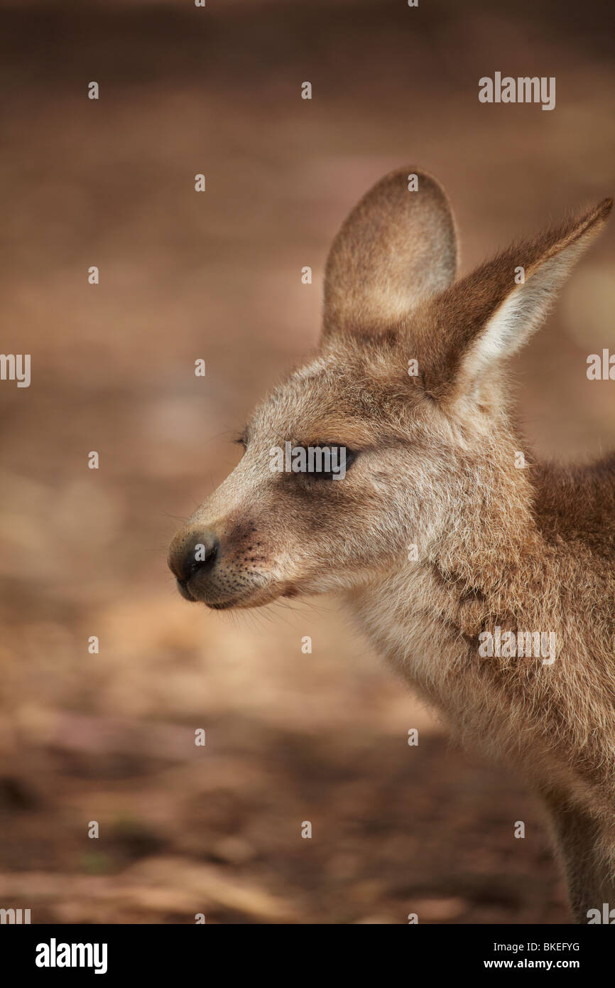 Förster Känguru (Macropus Giganteus Tasmaniensis), Tasman Halbinsel, südliche Tasmanien, Australien Stockfoto