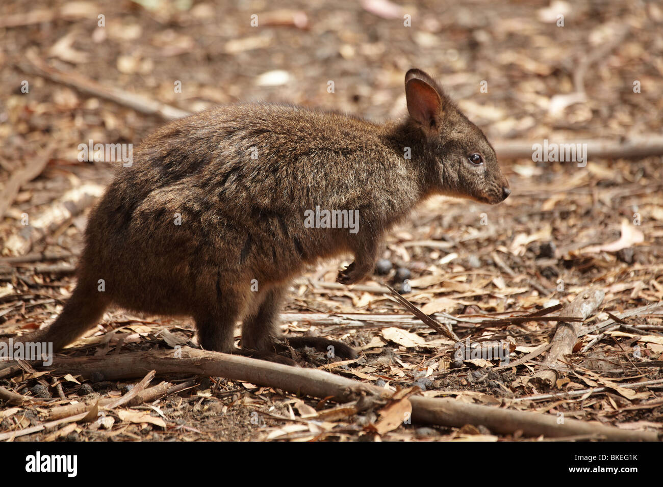 Förster Känguru (Macropus Giganteus Tasmaniensis), Tasman Halbinsel, südliche Tasmanien, Australien Stockfoto