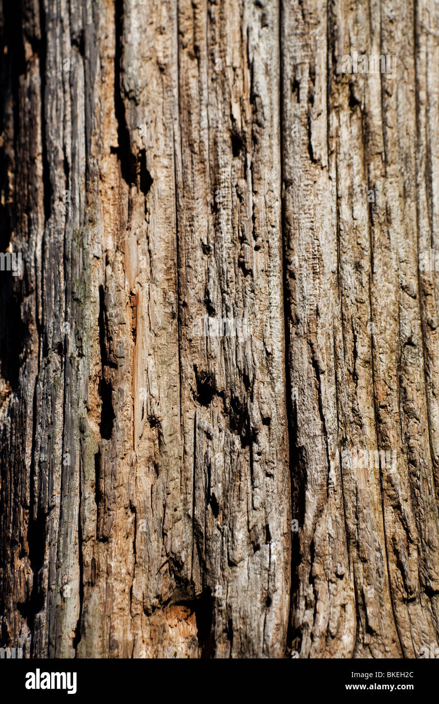 Verwitterte Holz Textur für Hintergrund Stockfoto