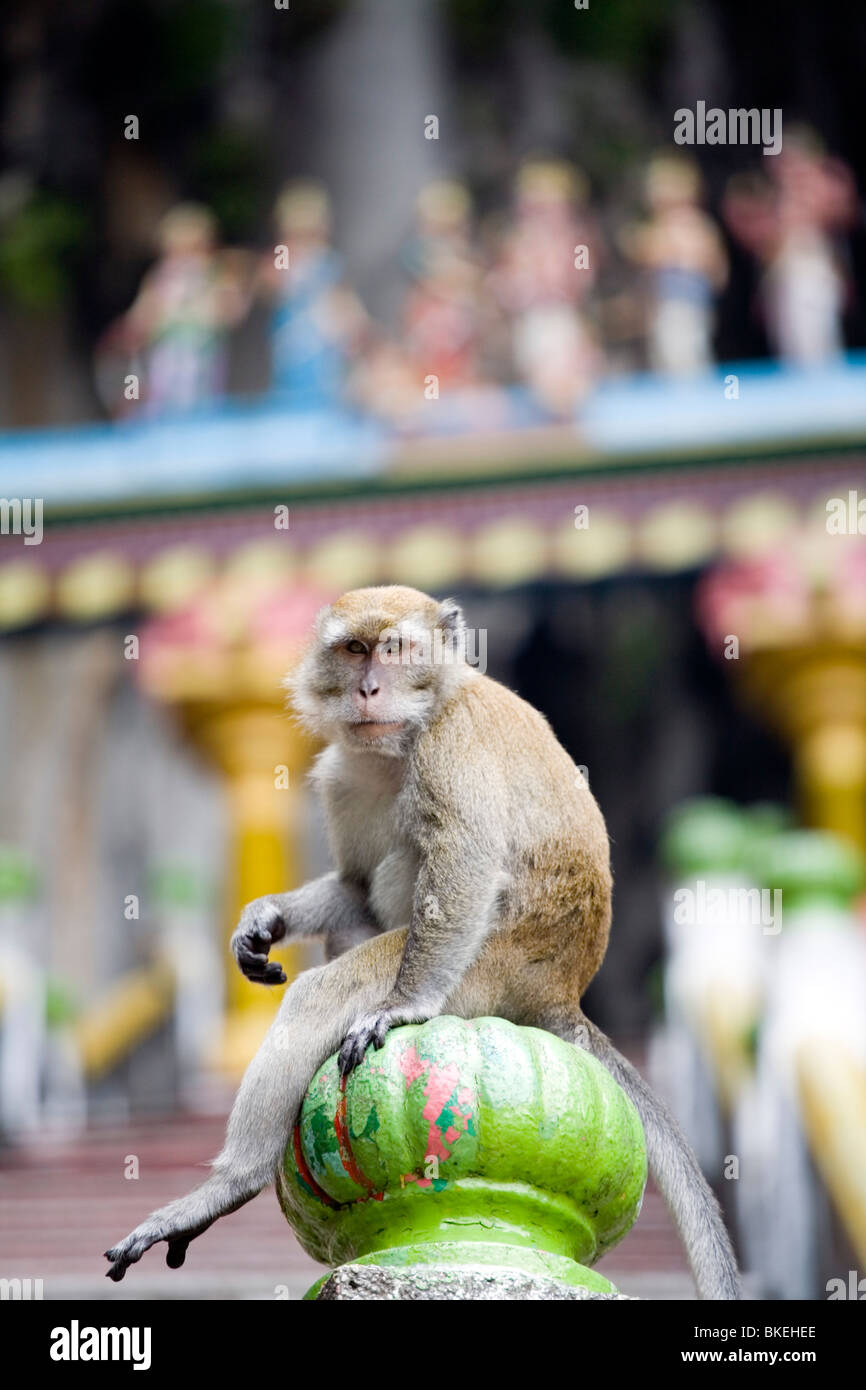 Ein Affe sitzt auf einem Geländer in Südost-Asien, Malaysia Stockfoto