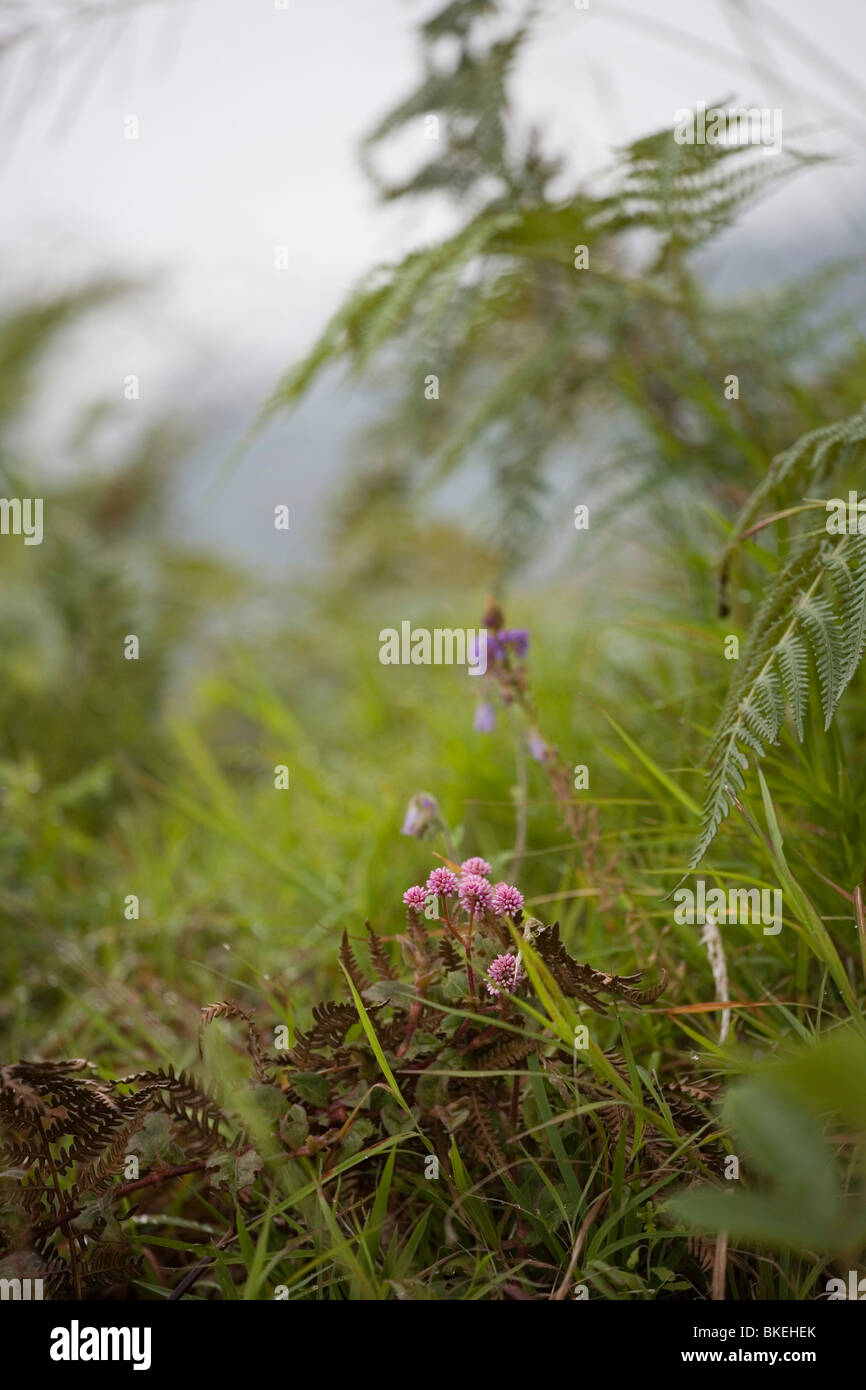 wilde Blumen und Pflanzen auf einer Heide Stockfoto