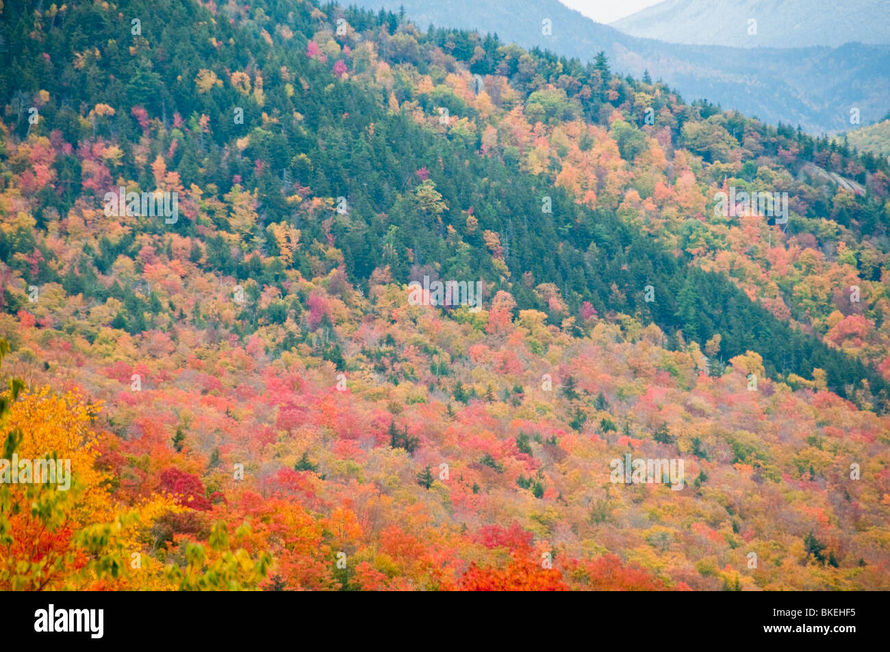 Herbstfarben, Herbst, Herbst, Farben, Farbe, Farben, tragen Kerbe Weg, Bartlett, White Mountain National Forest, New Hampshire, USA Stockfoto