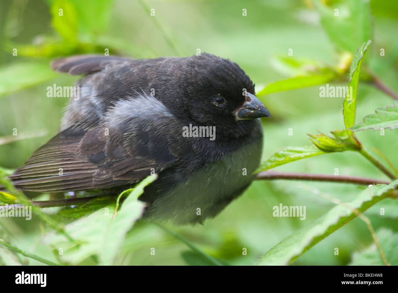 Kleinen Boden Finch Geospiza Fuliginosa Galapagos-Insel Santa Cruz-Ecuador Stockfoto