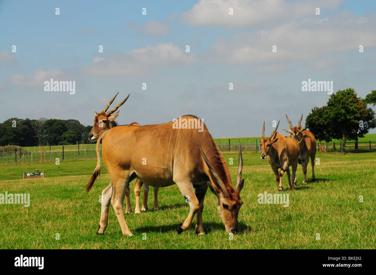 Eland im Safari-Park, UK Stockfoto