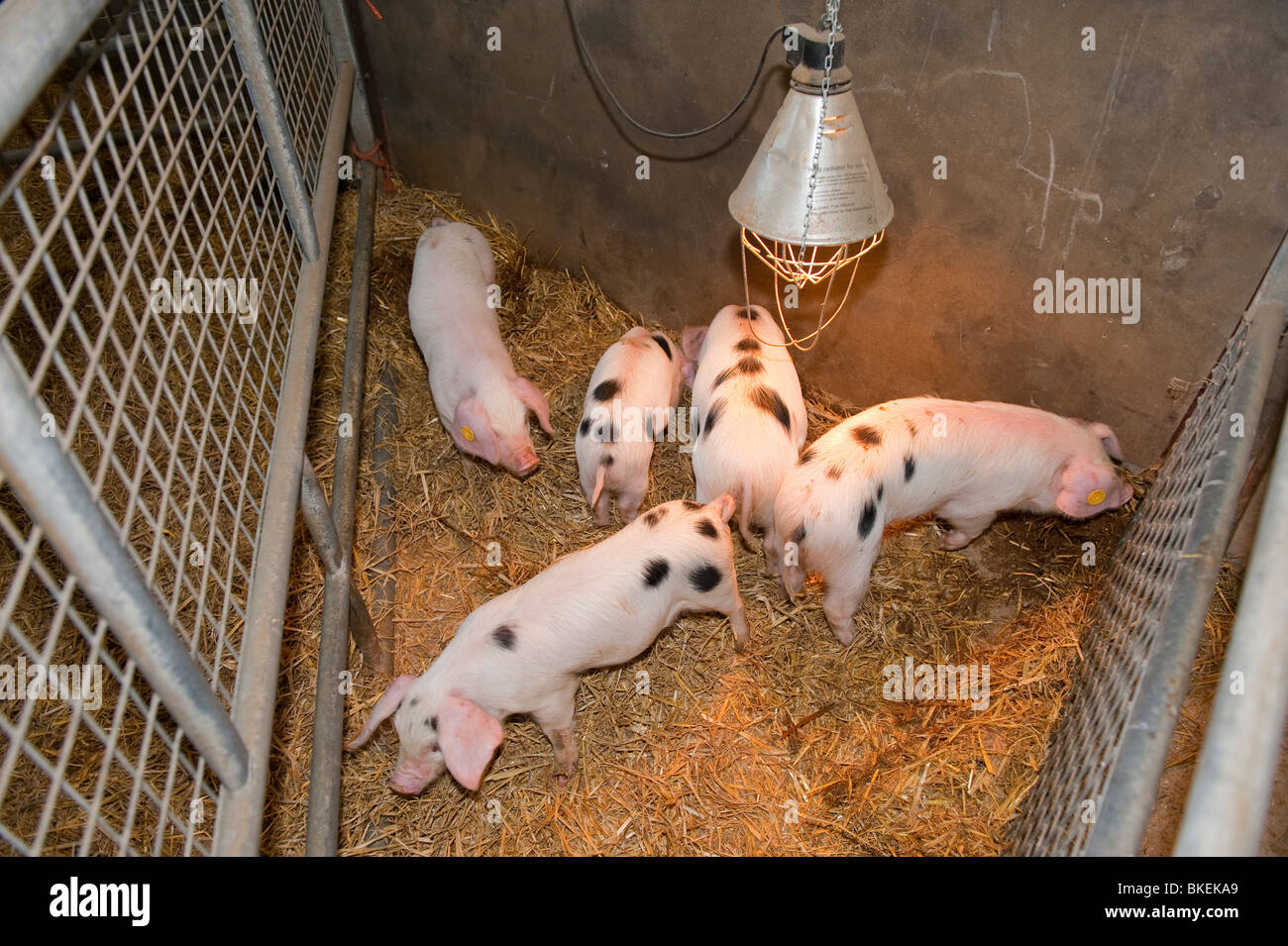 5 Ferkel in einem Kugelschreiber Stockfoto