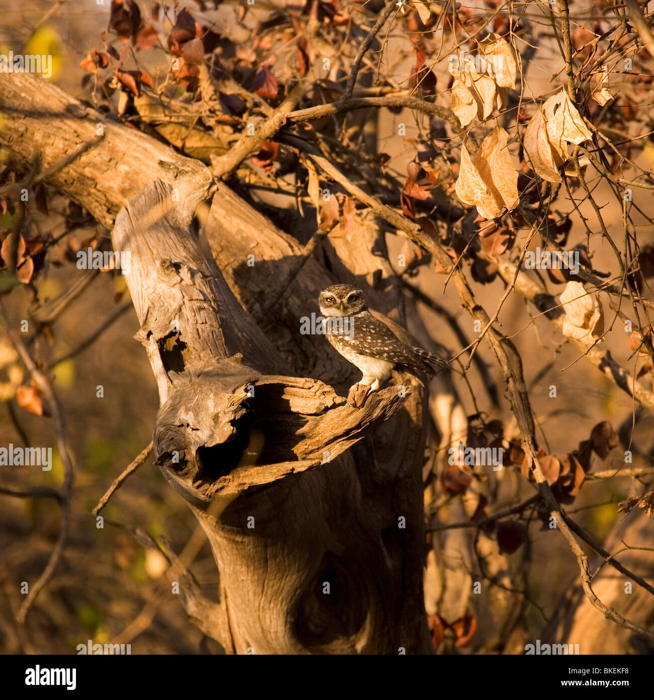 Ein Spotted Owlet im Laub im Sasan Gir Nationalpark, Gujarat, Indien. Stockfoto