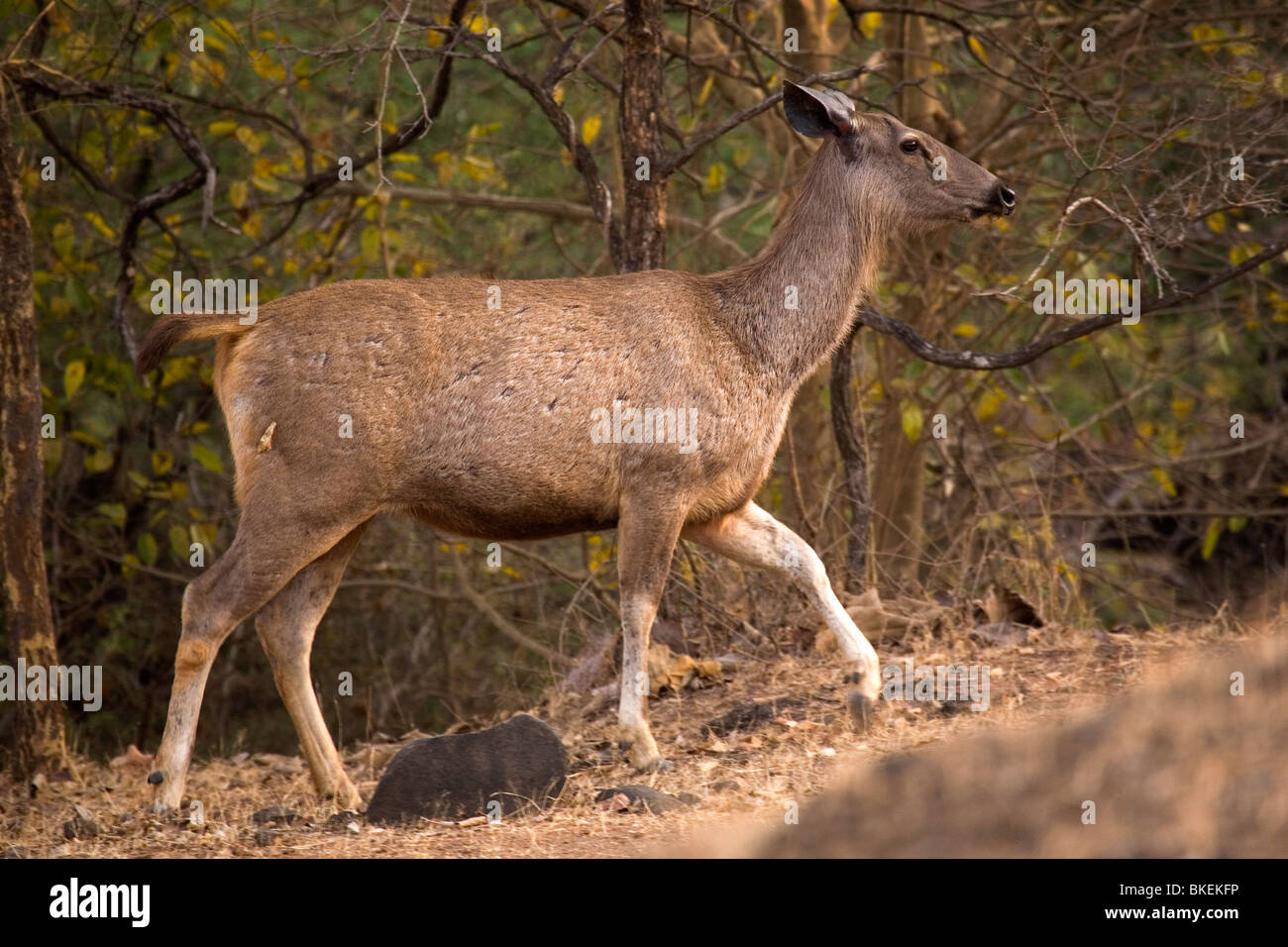 Eine Sambar Hirsche (Rusa unicolor) im Sasan Gir Nationalpark, Gujarat, Indien. Stockfoto