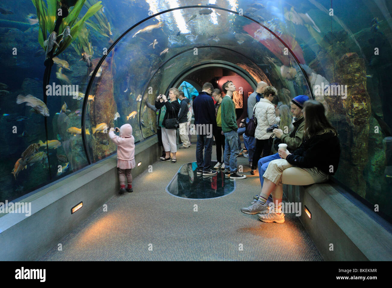 Touristen, die Röhre Anzeigebereich bei Aquarium-Newport, Oregon, USA. Stockfoto