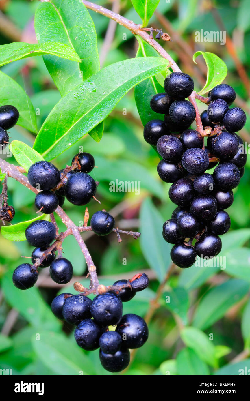 Wilde Liguster Beeren im Herbst Stockfotografie - Alamy