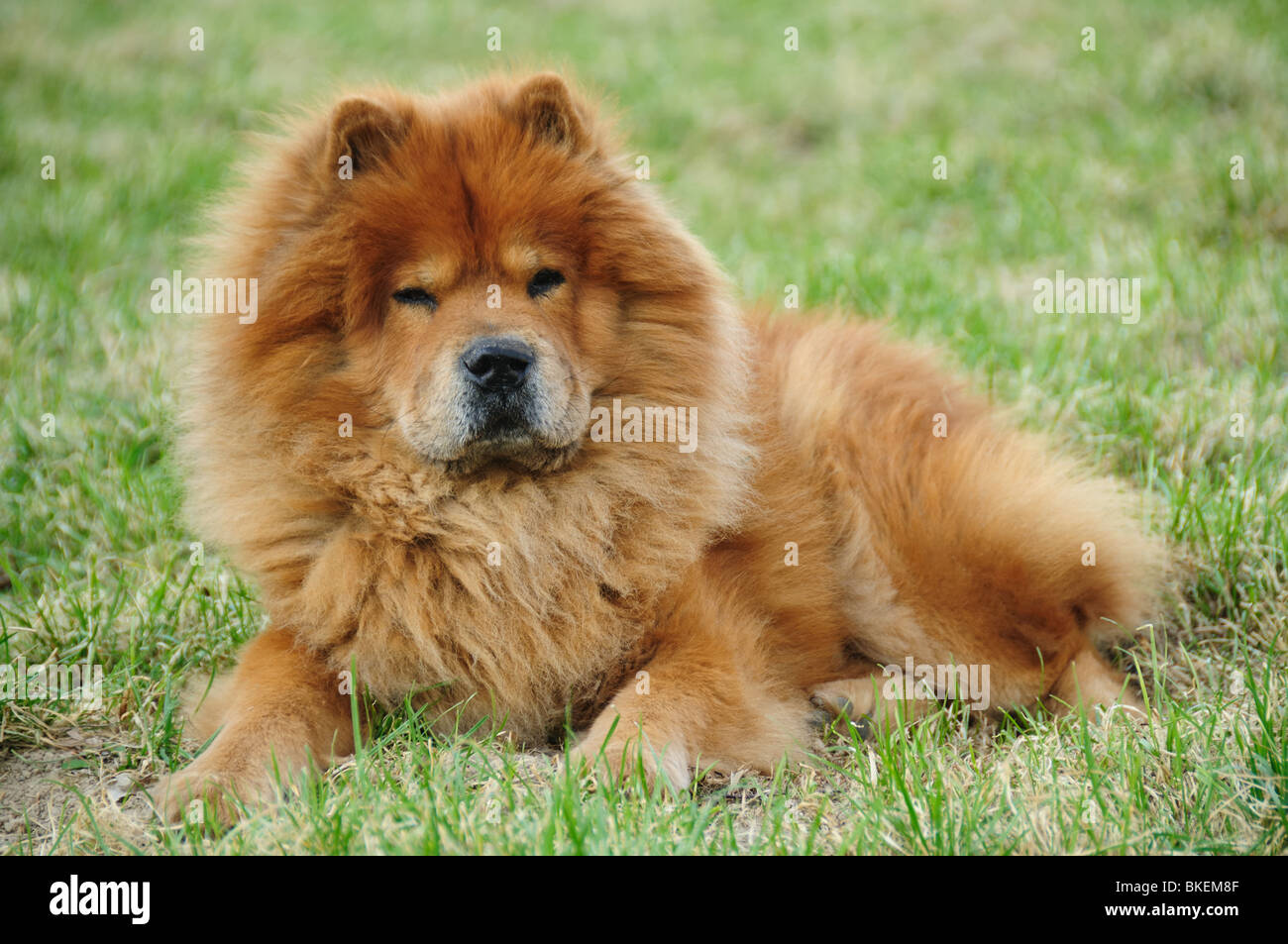 rote Chow auf einem grünen Rasen Stockfoto