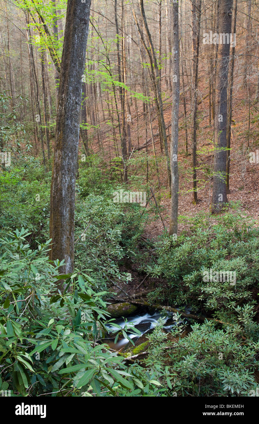 König Creek, Andrews Pickens Ranger District, Sumter National Forest, South Carolina Stockfoto