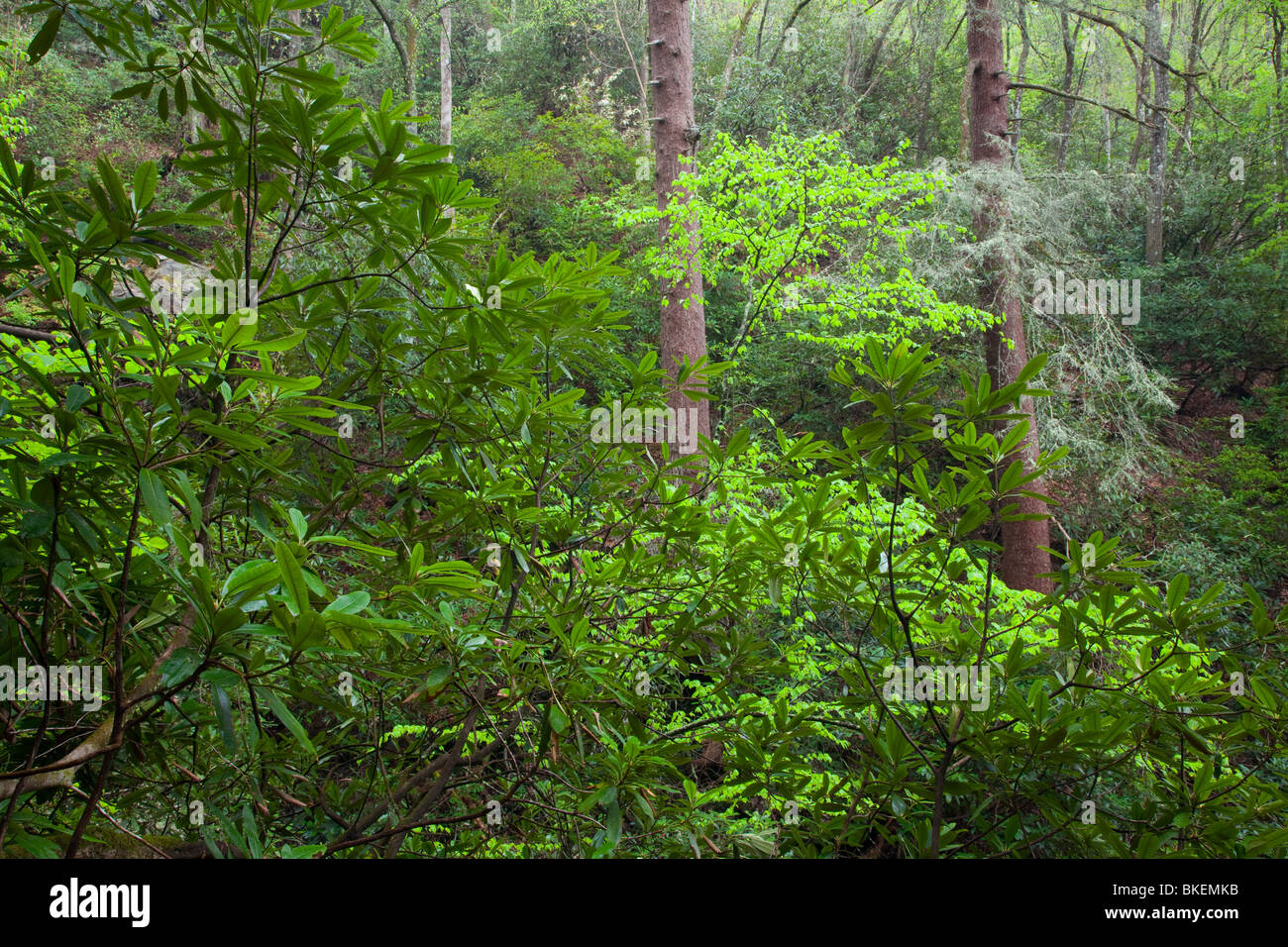südlichen Wald, Wildnis Ellicott, Sumter National Forest, South Carolina Stockfoto