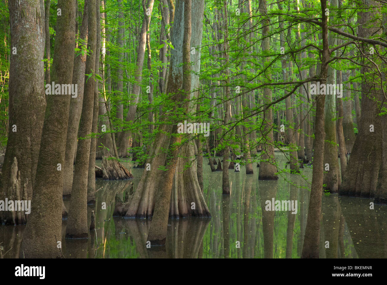 Altwachstum Auenwaldes, Congaree-Nationalpark, South Carolina Stockfoto