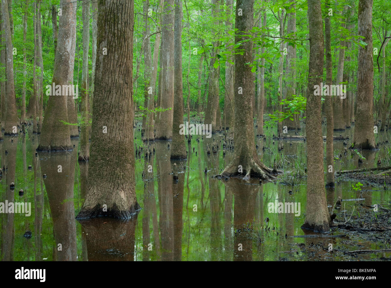 Altwachstum Flussniederung Wald, Congaree-Nationalpark, South Carolina Stockfoto