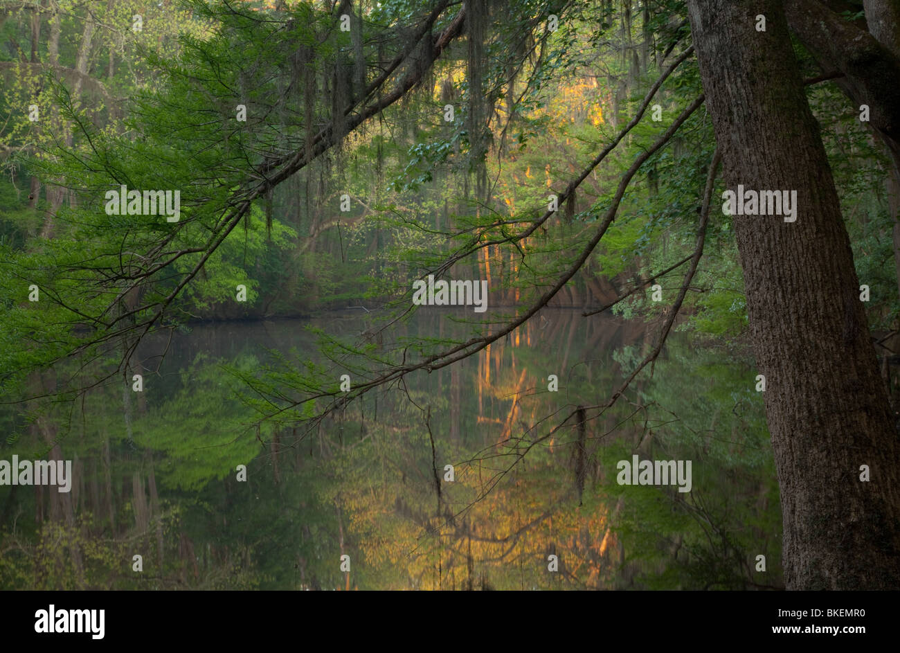 Wise-See, Congaree-Nationalpark, South Carolina Stockfoto