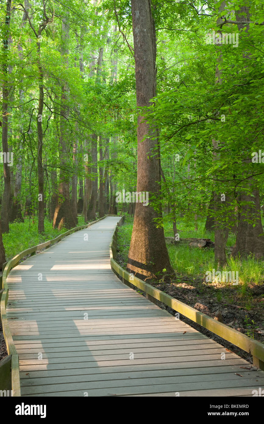 Boardwalk durch Altwachstum Auenwaldes, Congaree-Nationalpark, South Carolina Stockfoto