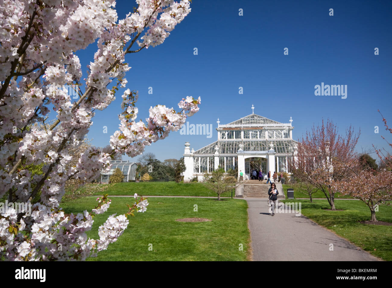 Seitenansicht der gemäßigten Haus Kew Gärten mit Blossom Baum Stockfoto