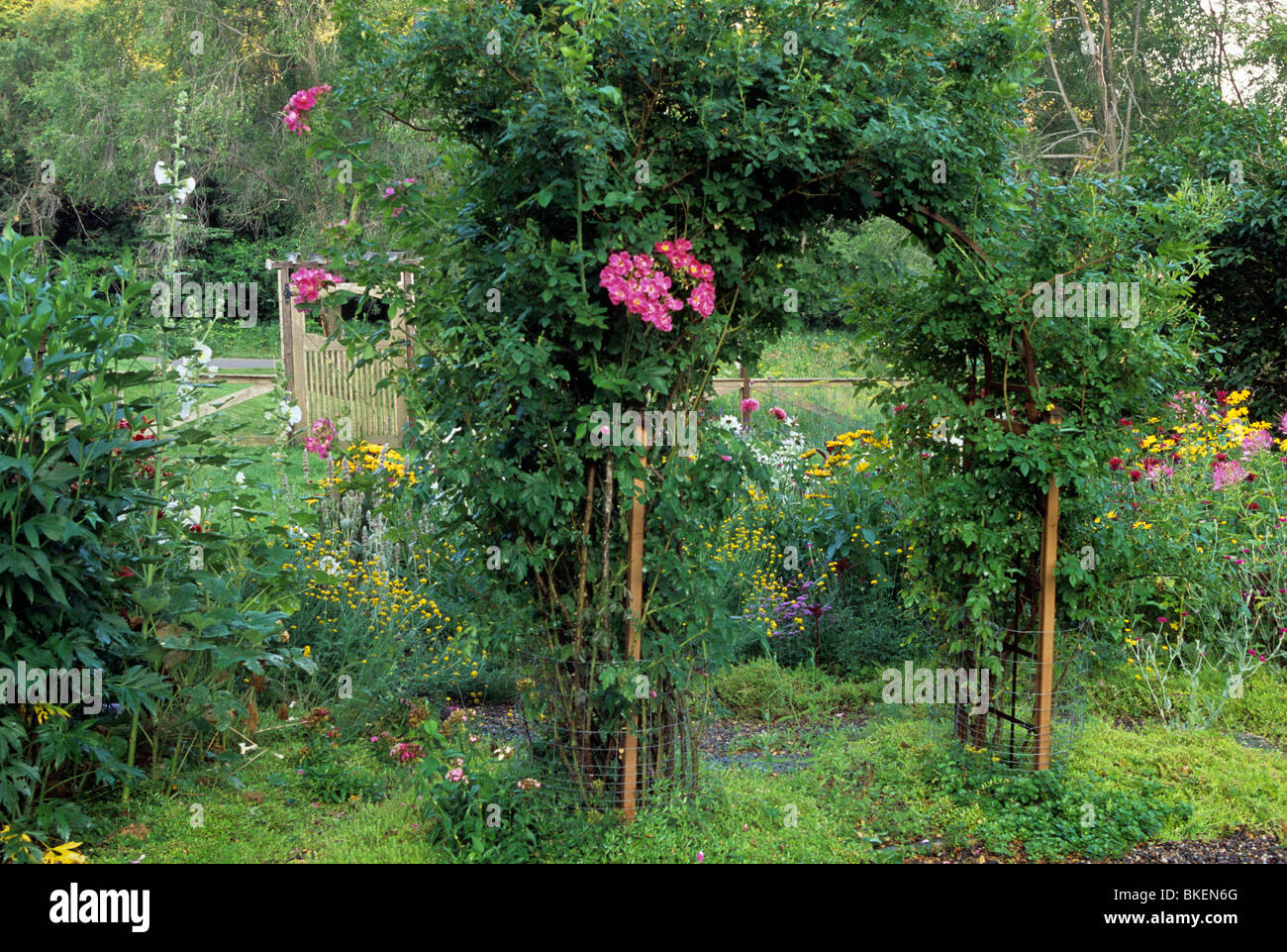 WILLIAM BAFFIN ROSEN SCHMÜCKEN ARBOR IN MINNESOTA GARTEN.  ÜPPIGEN STAUDENGARTEN IM HINTERGRUND.  SOMMER. Stockfoto