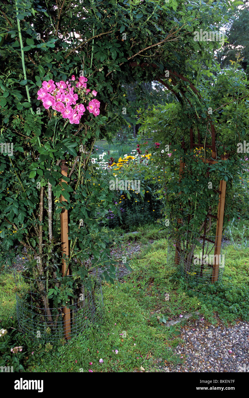 WILLIAM BAFFIN ROSEN SCHMÜCKEN ARBOR IN MINNESOTA GARTEN.  STAUDENGARTEN IM HINTERGRUND.  SOMMER. Stockfoto