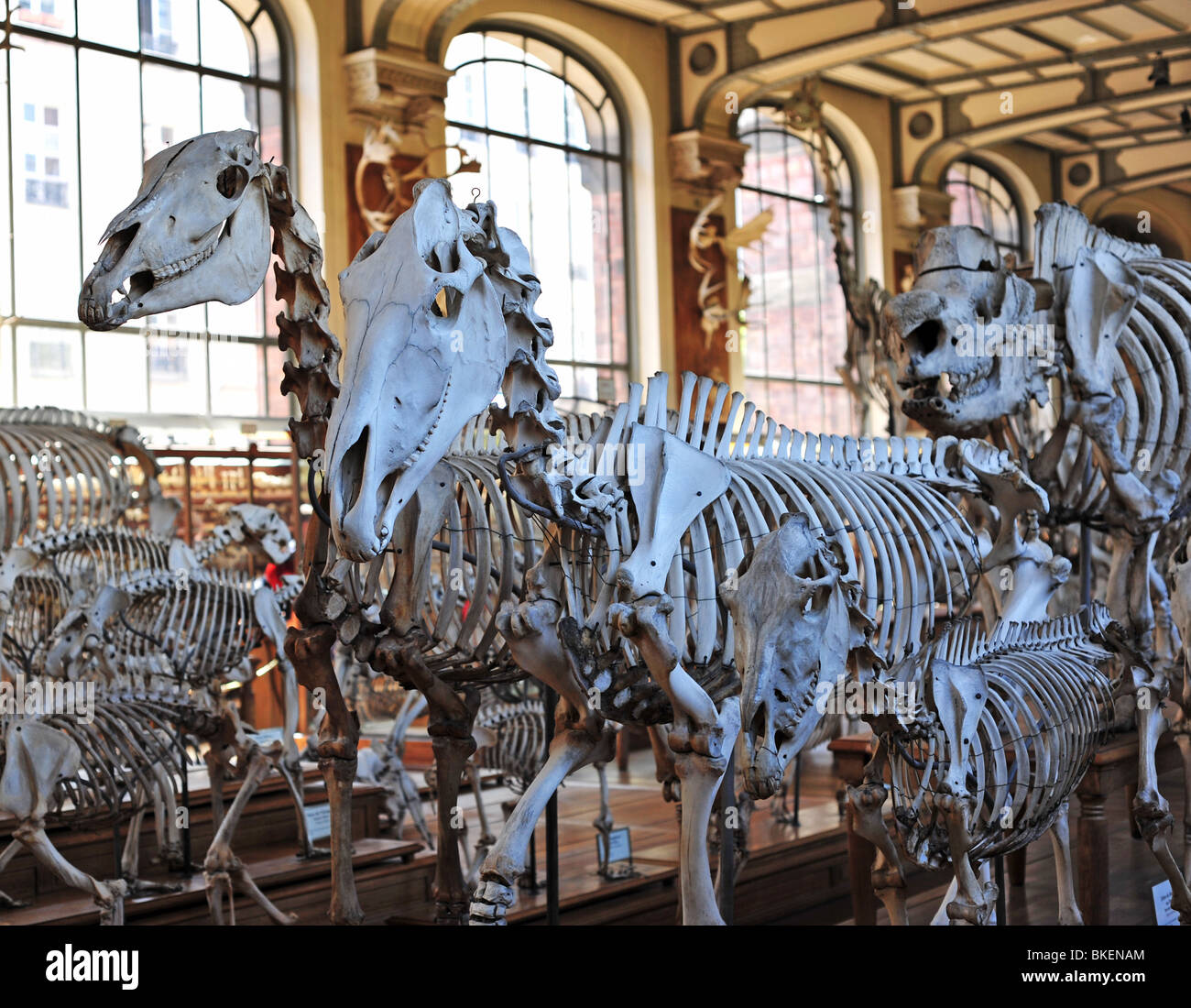 Pferde Skelette in Naturhistorische Muesum, Paris Stockfoto