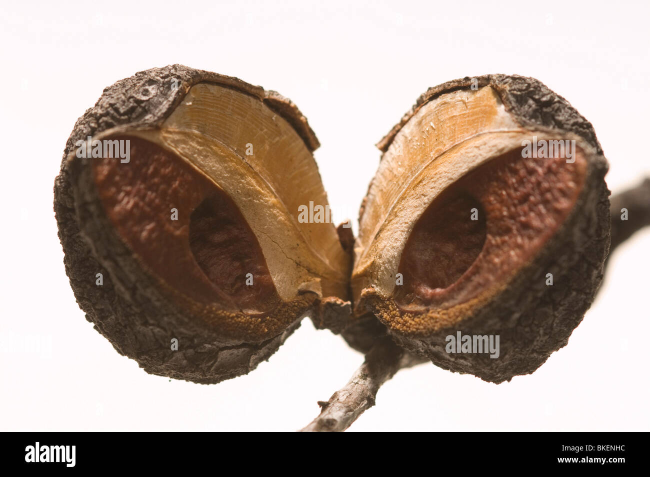 Im Inneren eine offene Samenkapsel einer Pflanze Hakea, einen australischen Ureinwohner Stockfoto