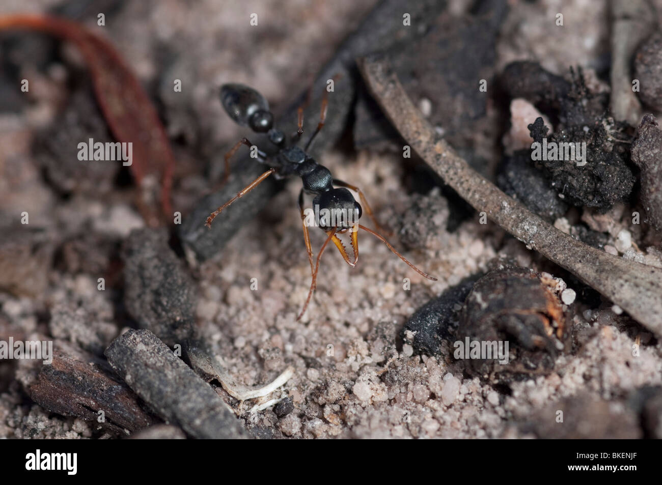 Die gefährliche Australier Jack Jumper Ameise hat mächtige venom Stockfoto