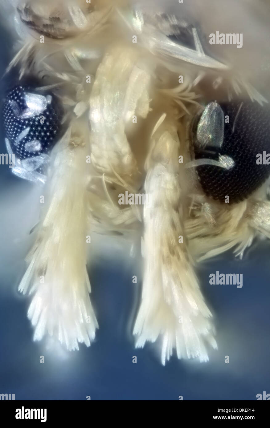 100 x mikroskopische Kopf Korn Moth, (Sitotroga Cerealella) Stockfoto