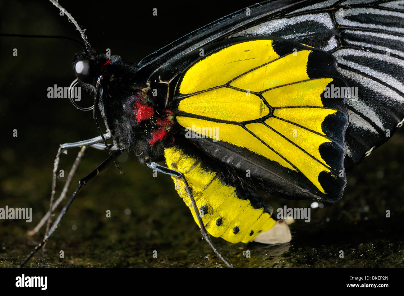Nahaufnahme eines gelben und schwarzen männlichen gemeinsame Birdwing Schmetterlinges Troides Helena auf einem nassen Stein Stockfoto