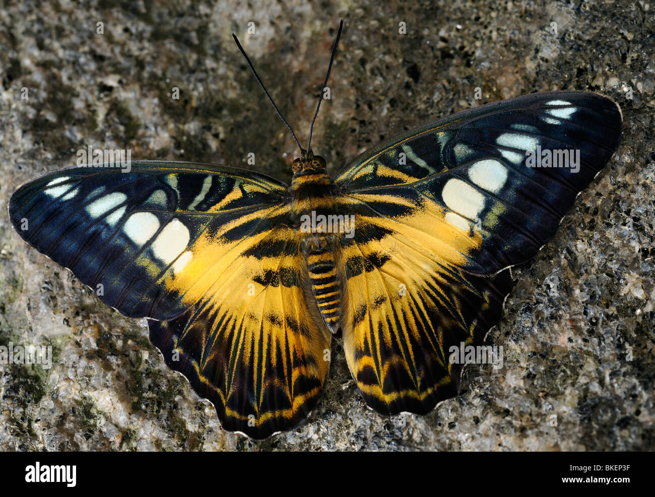 Braun Haarschneider Schmetterling Parthenos Sylvia Sidelit auf einem Granitfelsen Stockfoto