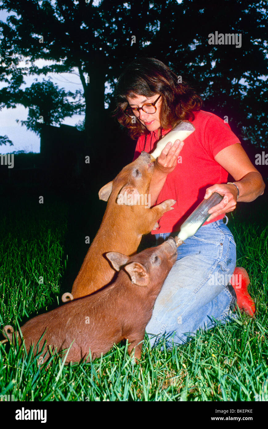 Frau Schwein Züchter Flasche Fütterung kaufmännischen Ferkel in frühen Abend Stockfoto