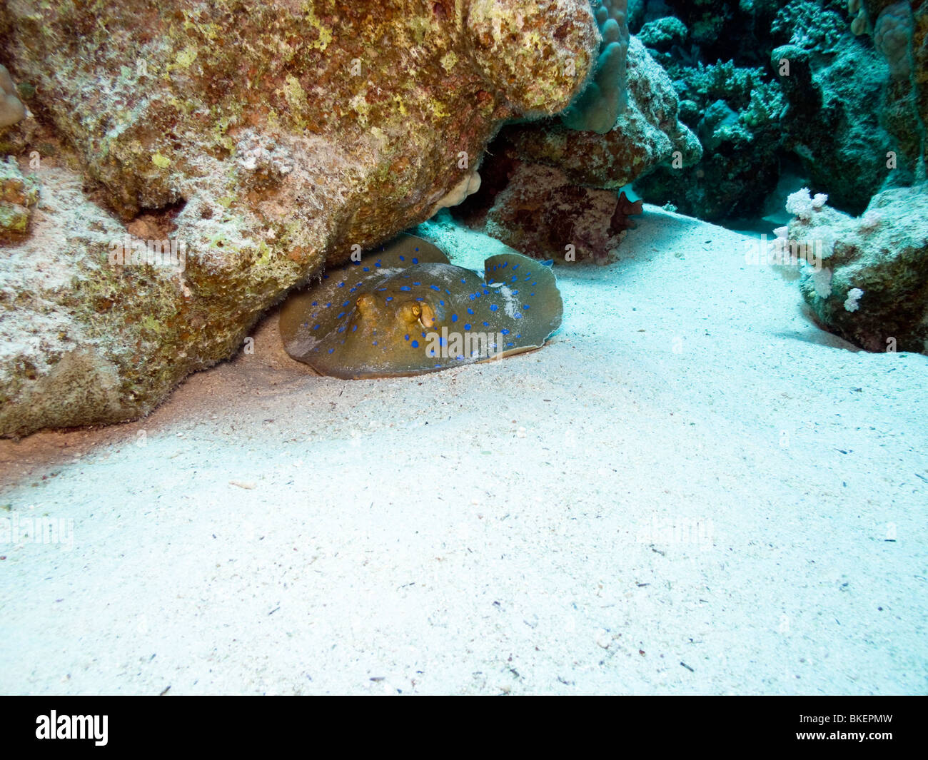 Blau-getupft Ribbontail Strahl Stockfoto