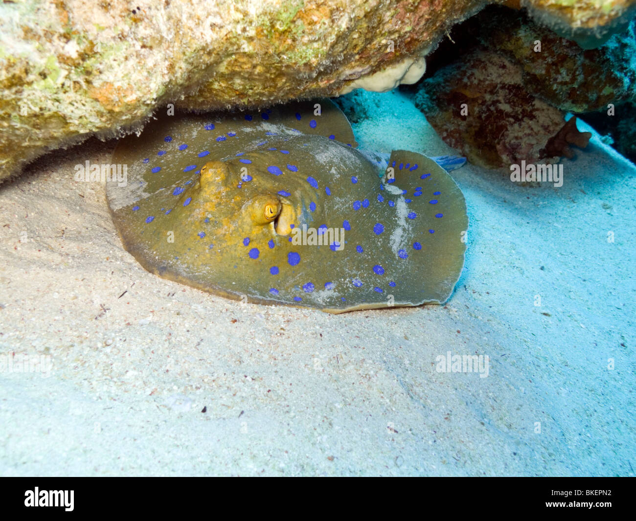 Blue spotted Stingray 15 Meter unter Wasser Stockfoto