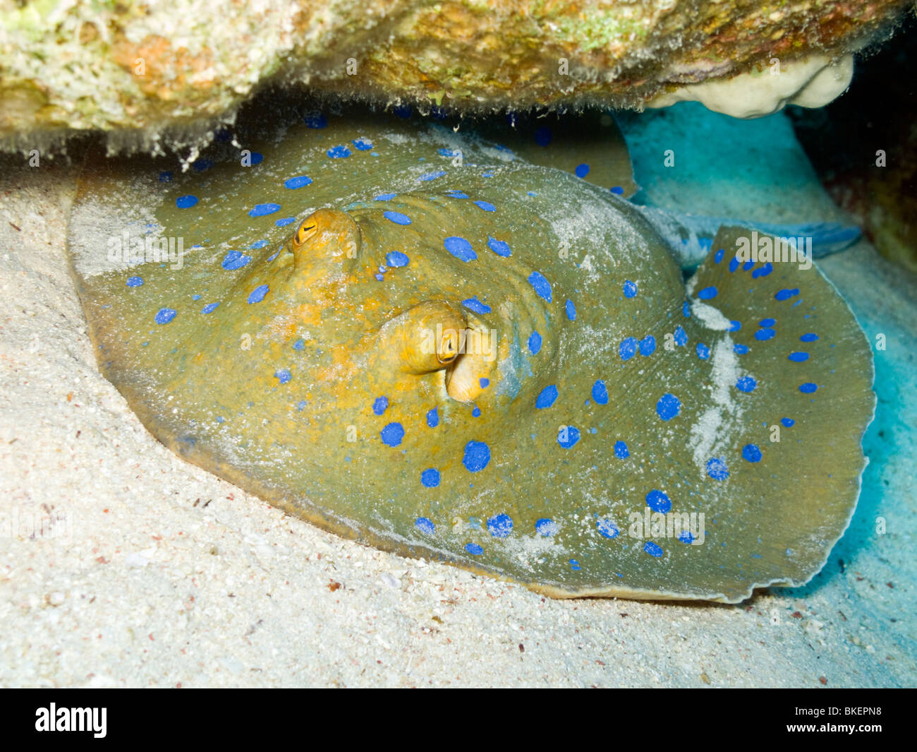 Blue spotted stingray Stockfoto