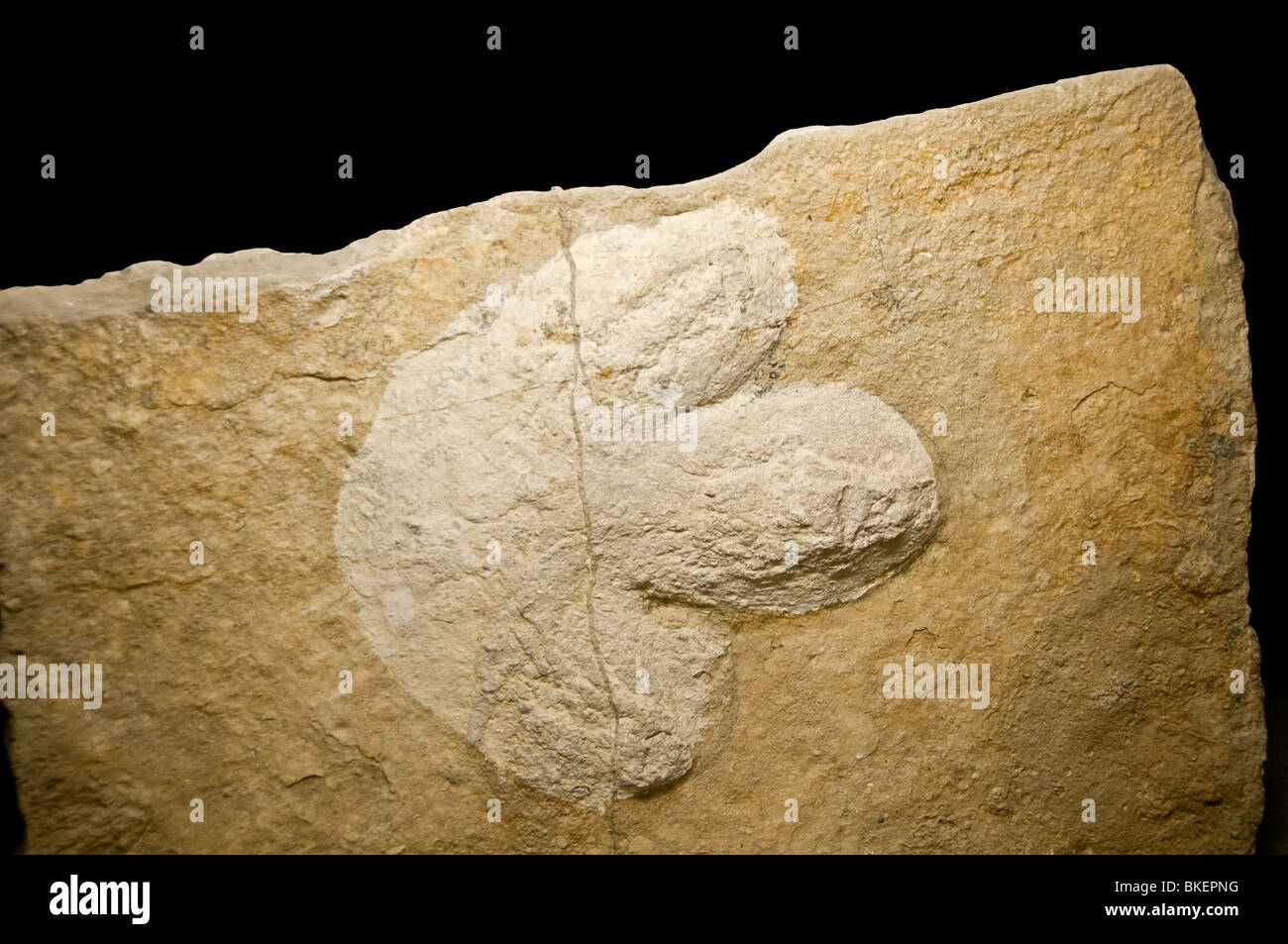 Dinosaurier-Fußabdruck. Museum-Probe. Stockfoto