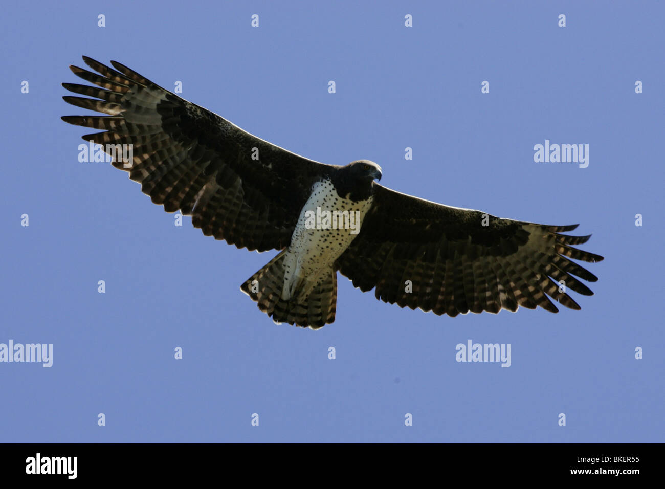 Martial Eagle Soaring, Kruger Park, Südafrika Stockfoto