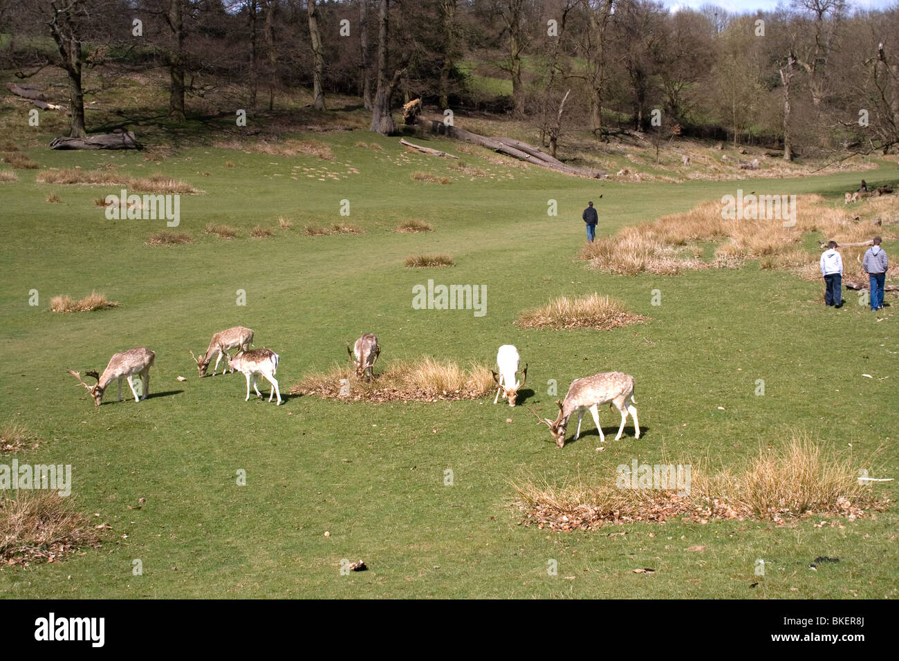 Hirsche und Menschen mischen in Knole Park, Kent, England. Stockfoto